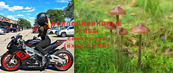 PSILOCYBIN Карталы